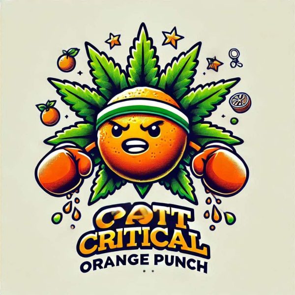 Critical Orange Punch Seeds