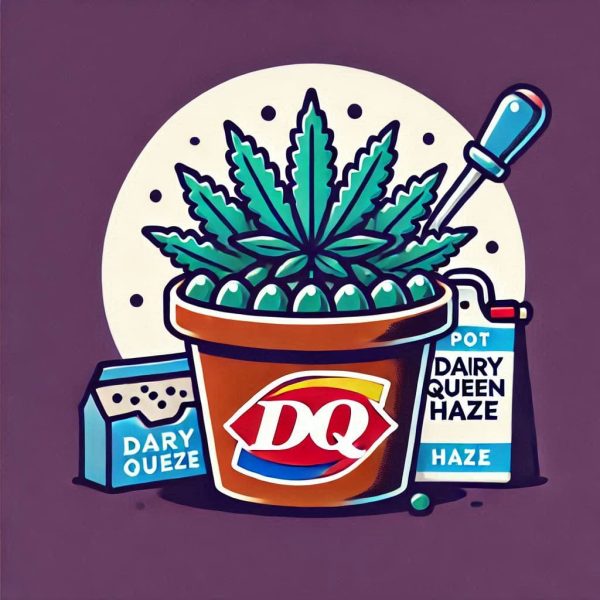 Dairy Queen Seeds