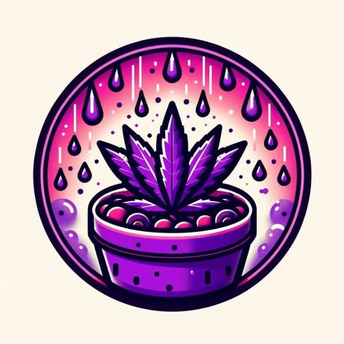 Purple Raine Seeds